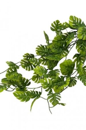 PLANTA COLGANTE