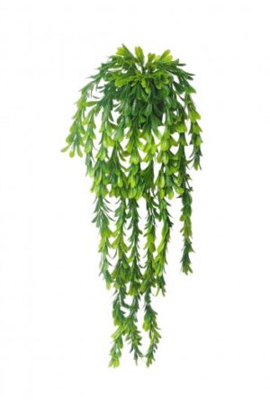 PLANTA COLGANTE