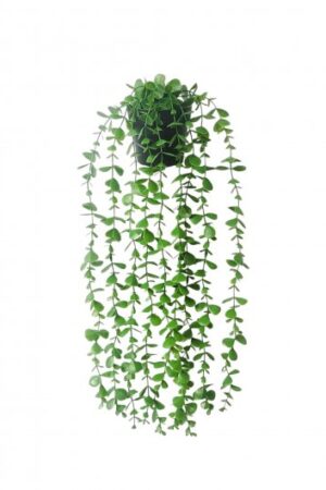 PLANTA COLGANTE