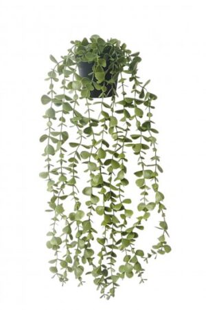PLANTA COLGANTE